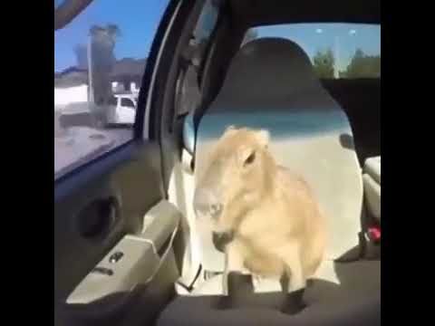 Ok I pull up hop out at the after
              party you and all your friends (capybara) - YouTube